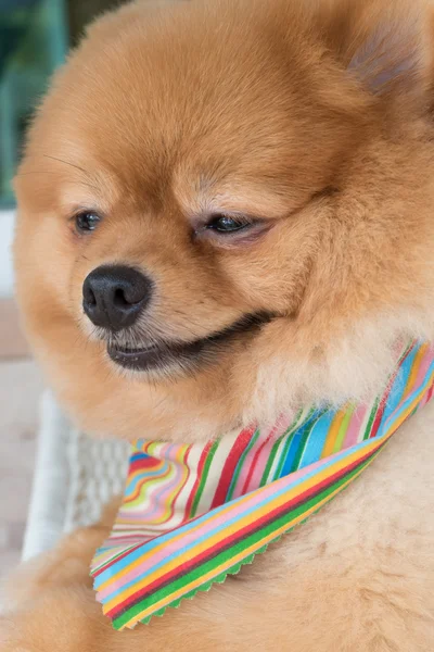 Anjing pomeranian perawatan dengan rambut pendek, hewan peliharaan lucu tersenyum — Stok Foto