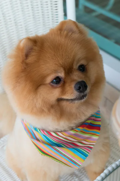 Pomeranian valp hund grooming med kort hår, söta husdjur leende — Stockfoto