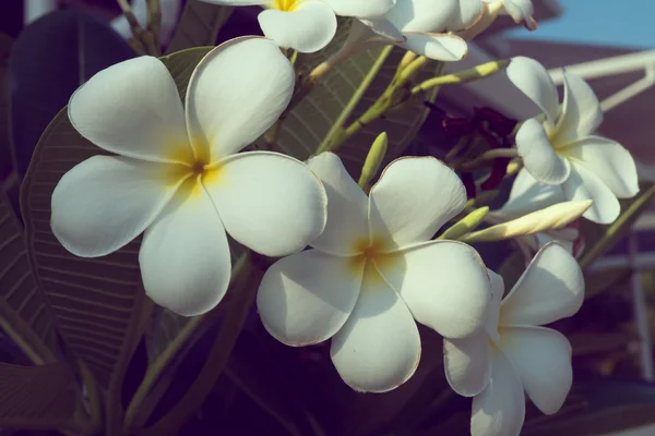 Biały frangipani plumeria spa tropikalny kwiat, vintage kwiaty — Zdjęcie stockowe