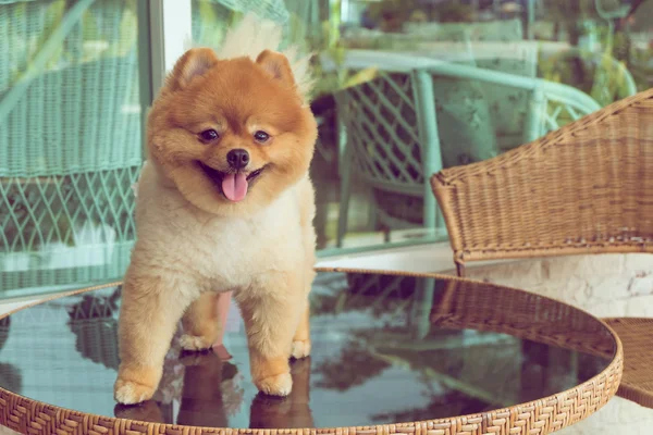 Simpatici animali domestici, un cagnolino pomeriano sorridente felice — Foto Stock