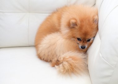Beyaz deri koltukta uyuyan Pomeranian köpek sevimli hayvanlar