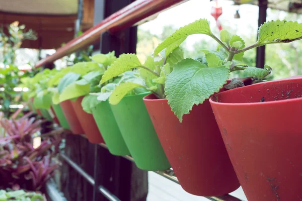 Piccole piante biologiche che crescono in vaso — Foto Stock