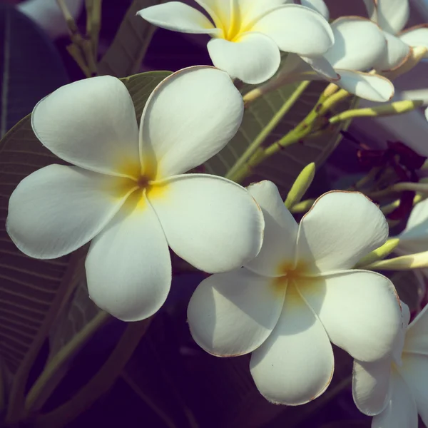화이트 frangipani plumeria 열 대 스파 꽃, 꽃 빈티지 — 스톡 사진