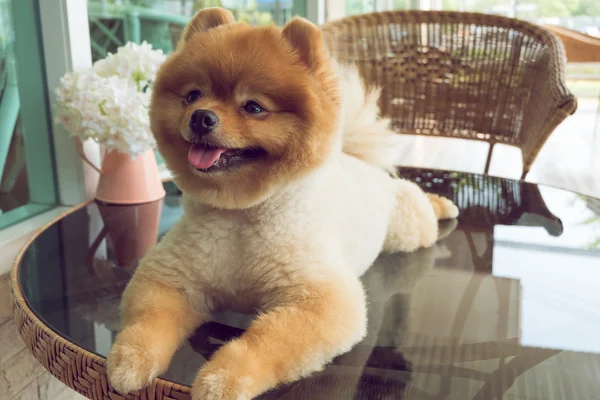 Mascotas lindas, un perrito pomeraniano sonriendo feliz —  Fotos de Stock