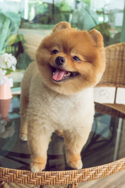 Mascotas lindas, un perrito pomeraniano sonriendo feliz — Foto de Stock