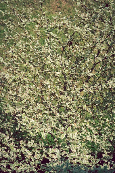 Zweig der grünen Blattnatur, Terminalia ivorensis-Baum — Stockfoto