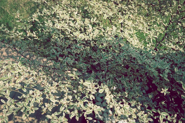 Ветвь зеленого листа, дерево терминалиа иворенсис — стоковое фото