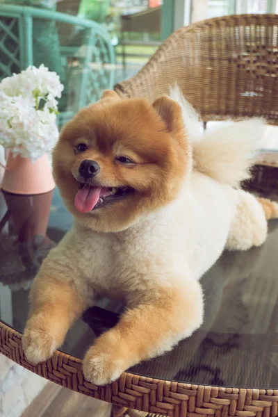 Mascotas lindas, un perrito pomeraniano sonriendo feliz —  Fotos de Stock