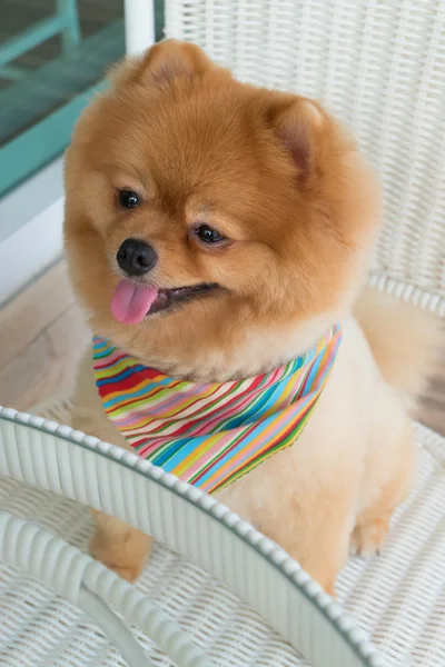 Pomeranian valp hund grooming med kort hår, söta husdjur leende — Stockfoto