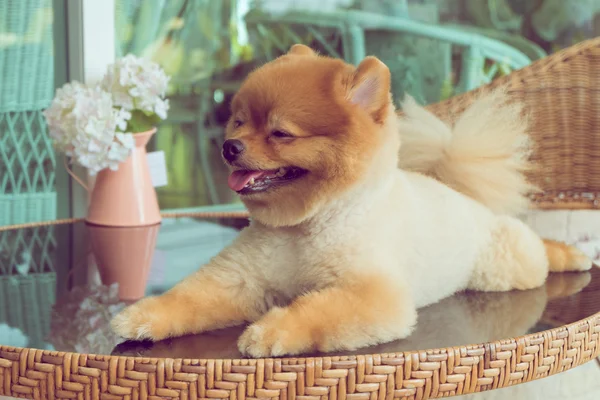 Niedliche Haustiere, ein kleiner pommerscher Hund lächelt glücklich — Stockfoto