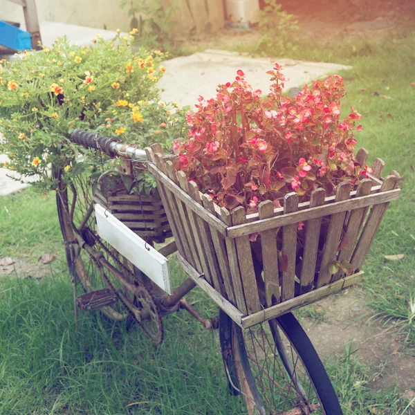 Vieux vélo décoré avec une petite plante dans le jardin de la maison — Photo