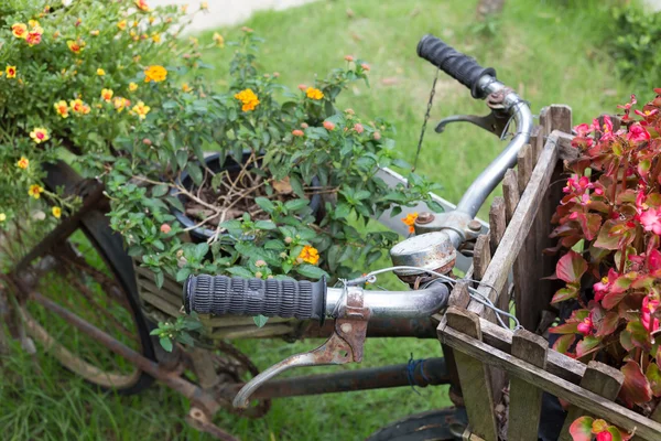 Vecchia bicicletta decorata con piccola pianta nel giardino di casa — Foto Stock