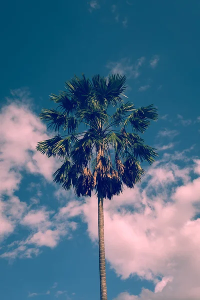 Palmera de azúcar con cielo, imagen usada filtro vintage —  Fotos de Stock