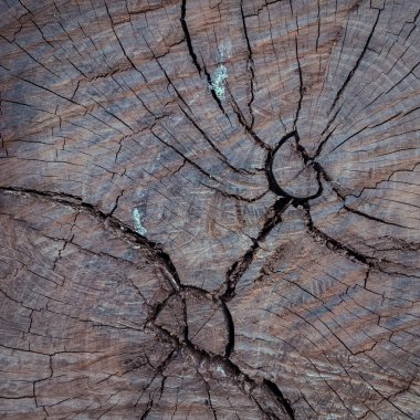yıllık halka ahşap çatlamak hasar doku arka plan