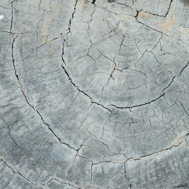 yıllık halka ahşap çatlamak hasar doku arka plan