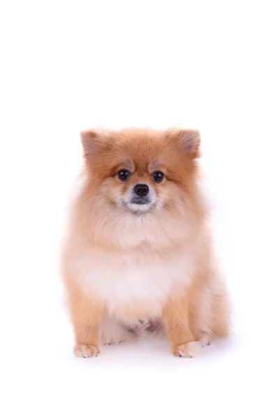 Hnědý pomeranian pes izolovaný na bílém pozadí — Stock fotografie