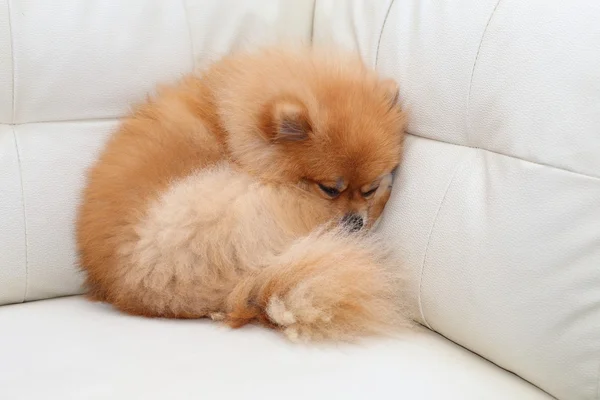 Pomerániai kutya aranyos háziállat, alszik a fehér bőr kanapé — Stock Fotó