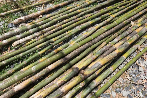 Högen av bambu stick förbereda för konstruktionsmaterial — Stockfoto