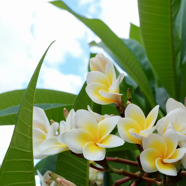 Weiße Frangipani tropische Blume, Plumeria Blume frisch blühend — Stockfoto