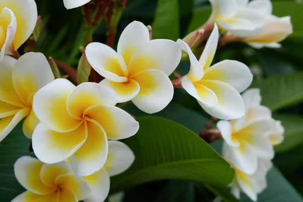 Frangipani tropikal çiçek, çiçek plumeria taze çiçek beyaz — Stok fotoğraf