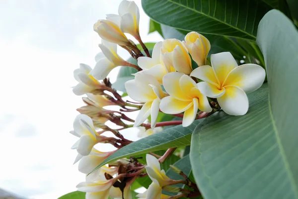 Flor tropical frangipani branca, flor de plumeria flor fresca — Fotografia de Stock