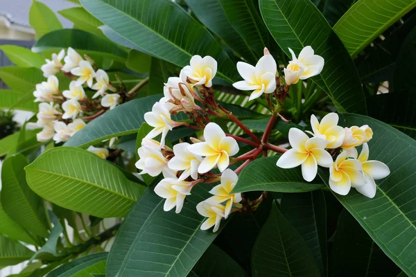 Bílý kvetoucí keře tropických flower, plumeria květina čerstvé — Stock fotografie