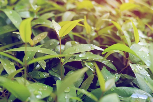 stock image water dew drops on green leaf