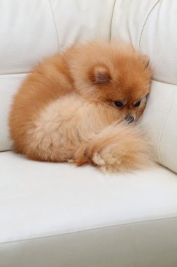 Beyaz deri koltukta uyuyan Pomeranian köpek sevimli hayvanlar