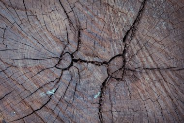 yıllık halka ahşap çatlamak hasar doku arka plan