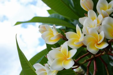 Frangipani tropikal çiçek, çiçek plumeria taze çiçek beyaz
