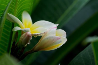 Beyaz frangipani plumeria tropikal çiçek su ile damla