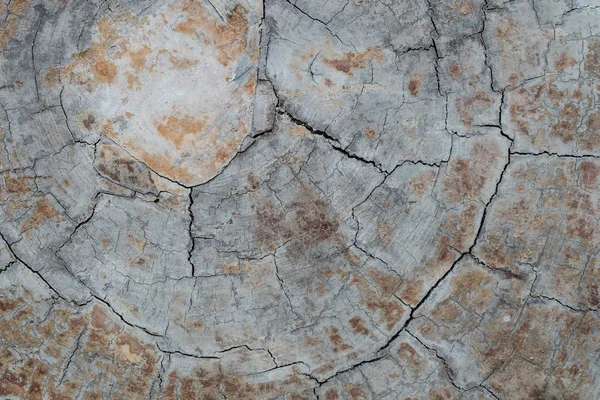 Årliga ring trä spricka skador textur bakgrund — Stockfoto