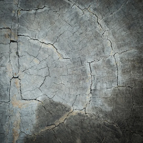 Ring rocznych drewna roztrzaskać szkoda tekstura tło — Zdjęcie stockowe