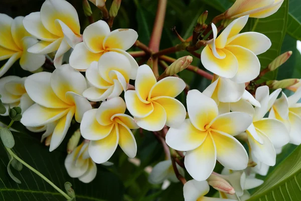 Flor tropical frangipani blanco, plumeria flor fresca floración —  Fotos de Stock