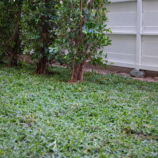 Cortile, lavori di cantiere piantare albero ed erba in giardino — Foto Stock