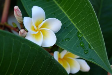 Frangipani tropikal çiçek, çiçek plumeria taze çiçek beyaz