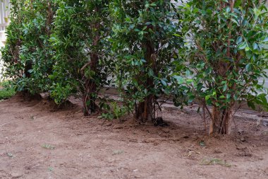 Arka Bahçe, Bahçe işleri ağaç ve otların dikimi