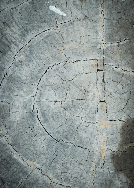 Ring rocznych drewna roztrzaskać szkoda tekstura tło — Zdjęcie stockowe