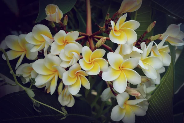 Vit frangipani tropisk blomma, plumeria blomma färska blommande — Stockfoto