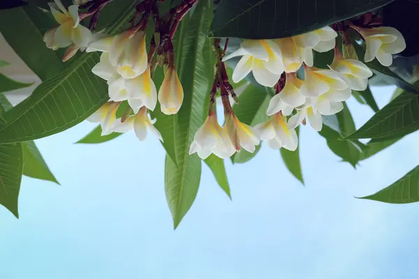 Flor tropical frangipani branca, flor de plumeria flor fresca — Fotografia de Stock