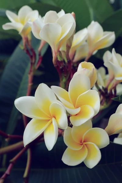 白色素馨花热带花卉，新鲜的鸡蛋花盛开 — 图库照片