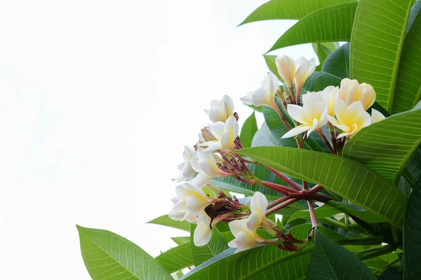 Weiße Frangipani tropische Blume, Plumeria Blume frisch blühend — Stockfoto