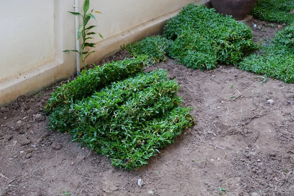 Backyard, yard work planting a new sod grass in garden — Stock Photo, Image