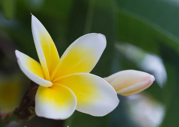 Tropikalny kwiat biały frangipani, plumeria kwiat kwitnący — Zdjęcie stockowe