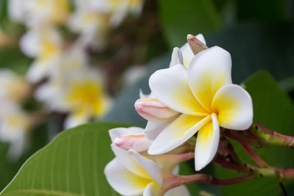 Белый frangipani тропический цветок, plumeria цветок цветения — стоковое фото