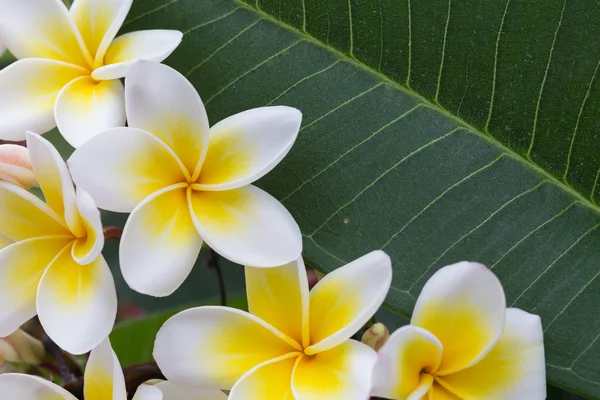 Witte frangipani tropische bloem, plumeria bloem bloeien — Stockfoto