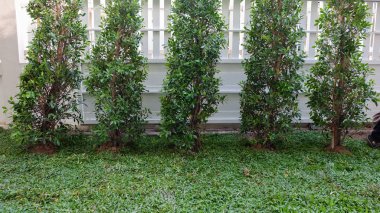 Arka Bahçe, Bahçe işleri ağaç ve otların dikimi