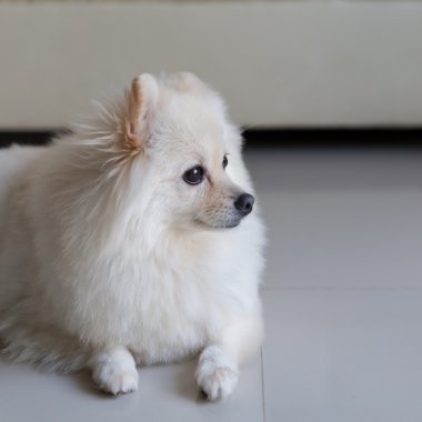 Beyaz pomeranian köpek yavrusu köpek