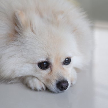Beyaz pomeranian köpek yavrusu köpek