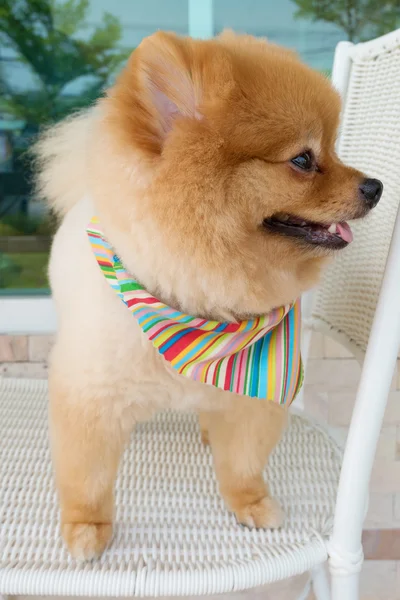 Cachorro pomeranian perro aseo con pelo corto, linda mascota sonriendo —  Fotos de Stock